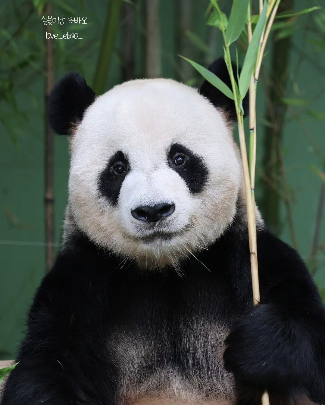 [잡담] 러바오 넘무 귀여워....🐼 | 인스티즈