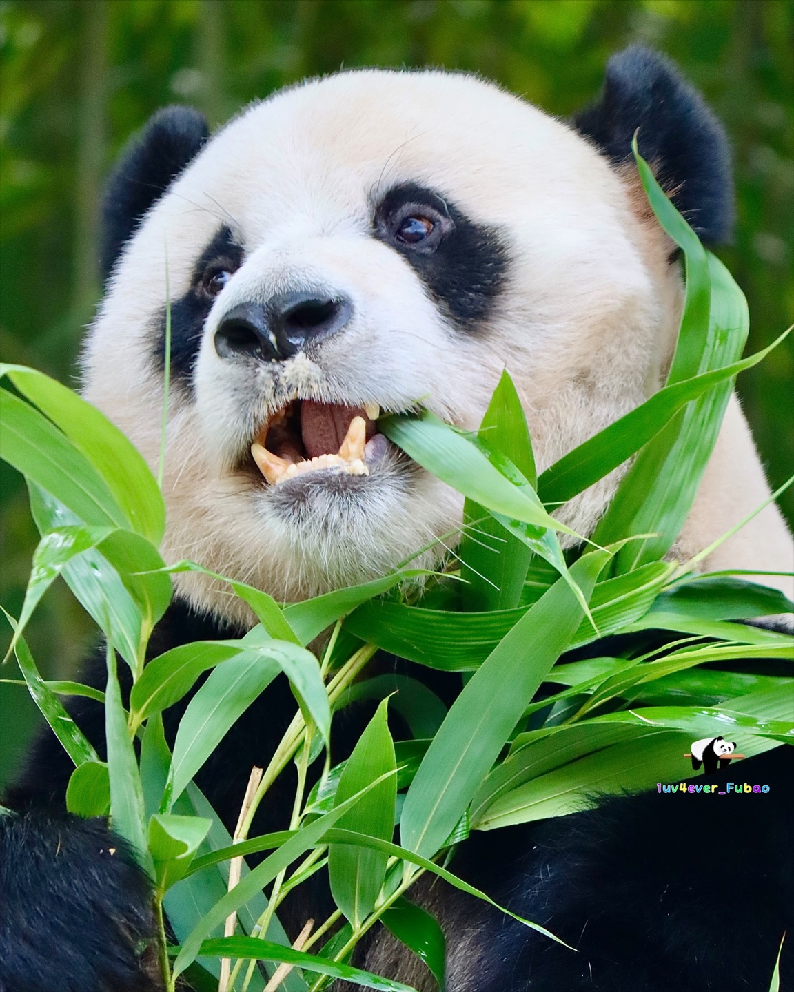 [잡담] 러바오 넘무 귀여워....🐼 | 인스티즈