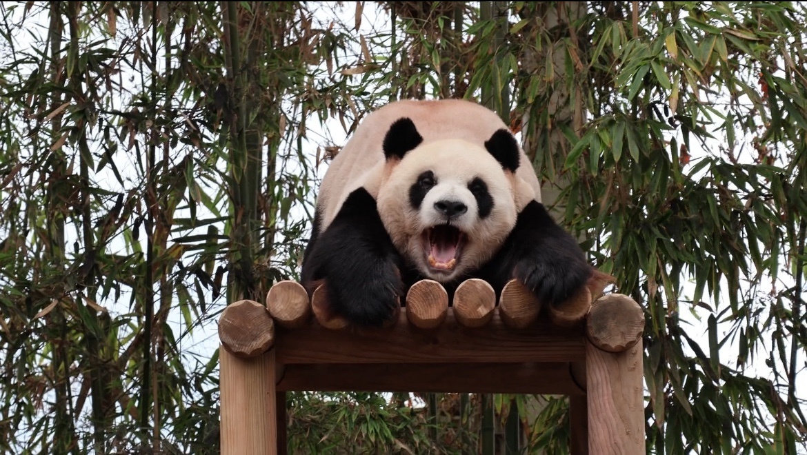 [잡담] 러바오 넘무 귀여워....🐼 | 인스티즈