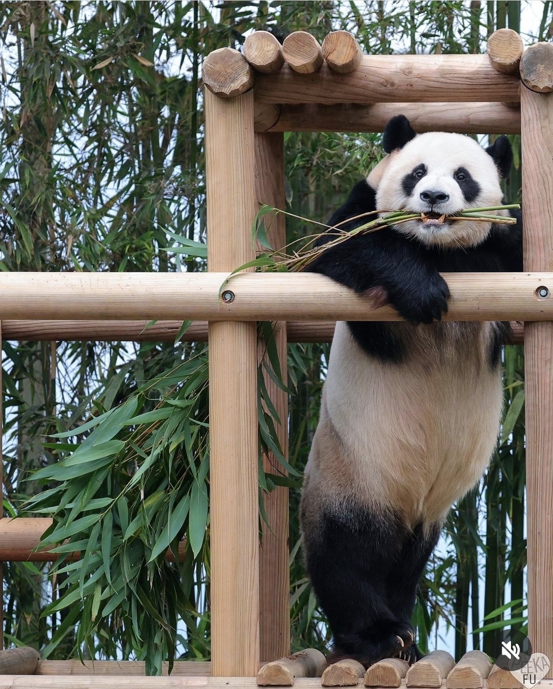 [잡담] 러바오 넘무 귀여워....🐼 | 인스티즈