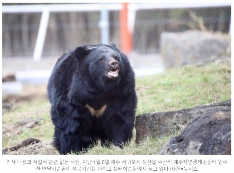 [잡담] 전남에서 야생곰이 사람 공격 | 인스티즈