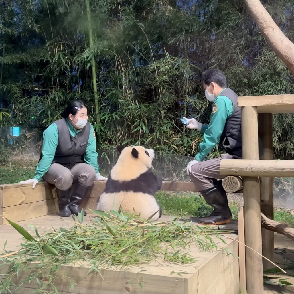 [잡담] 오바오 푸바오 송바오 이거 앉아서 도란도란 얘기 하는 거 같아 | 인스티즈