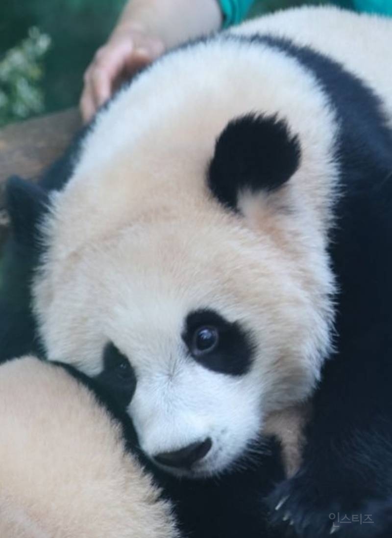 후이가 삐져서 갔을 때 미안했다는 툥바오🐼👨‍🌾 | 인스티즈