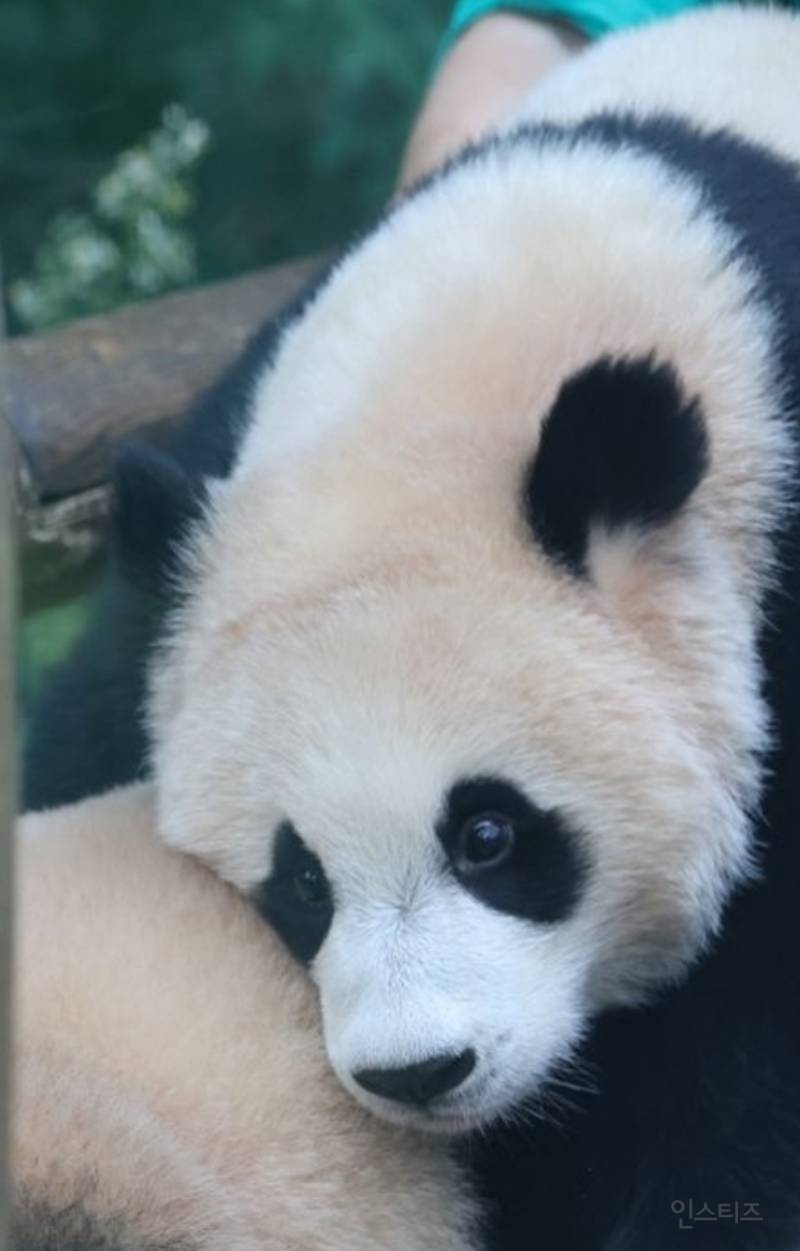 후이가 삐져서 갔을 때 미안했다는 툥바오🐼👨‍🌾 | 인스티즈