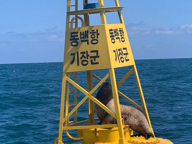 [잡담] 오늘자 부산에서 발견된 전설의 포켓몬 | 인스티즈