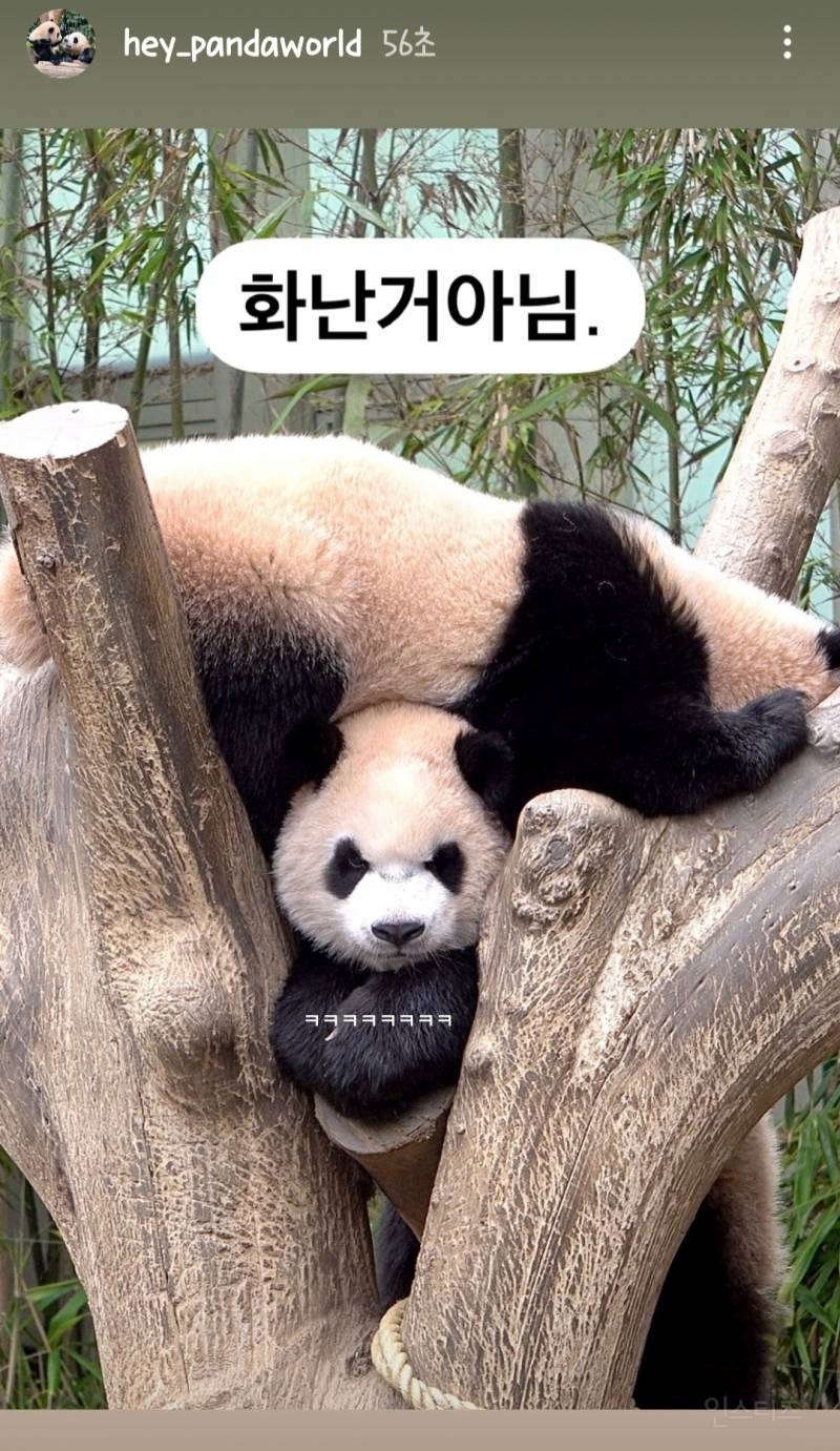 루이바오 화난거 아님🐼 | 인스티즈