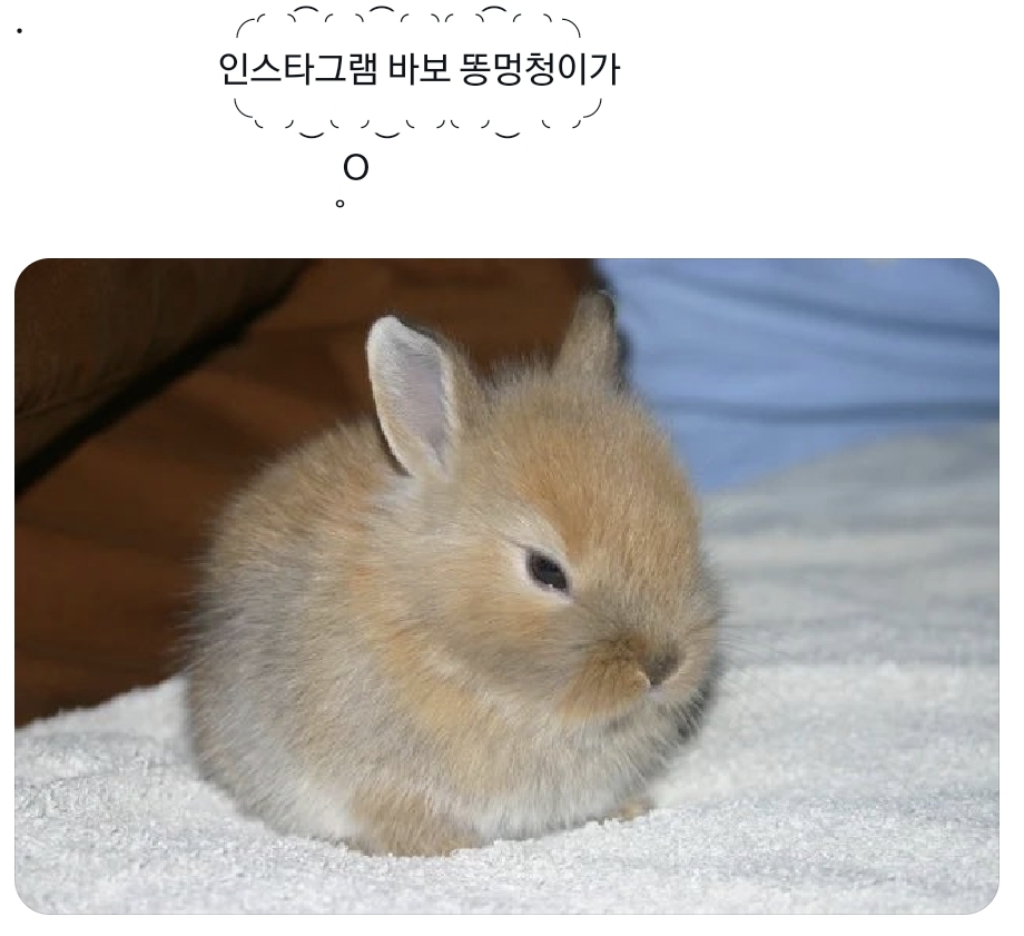 [잡담] 도영이는 나한테 관념적 토끼인데... 너무 너무임 | 인스티즈