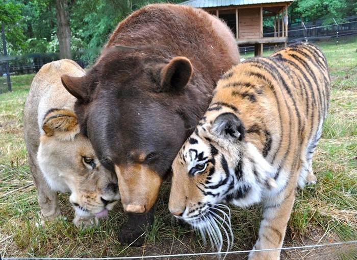 [잡담] 맹수즈 가을야구 같이가요🦁🐯🐻 | 인스티즈