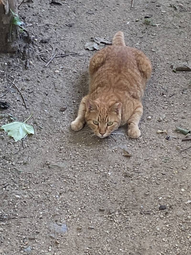 [잡담] 오늘 이런 고양이보고 기절항 뻔함 | 인스티즈