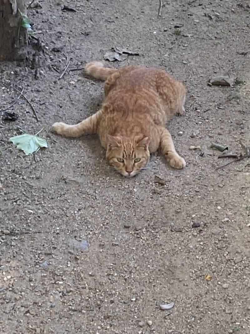 [잡담] 오늘 이런 고양이보고 기절항 뻔함 | 인스티즈