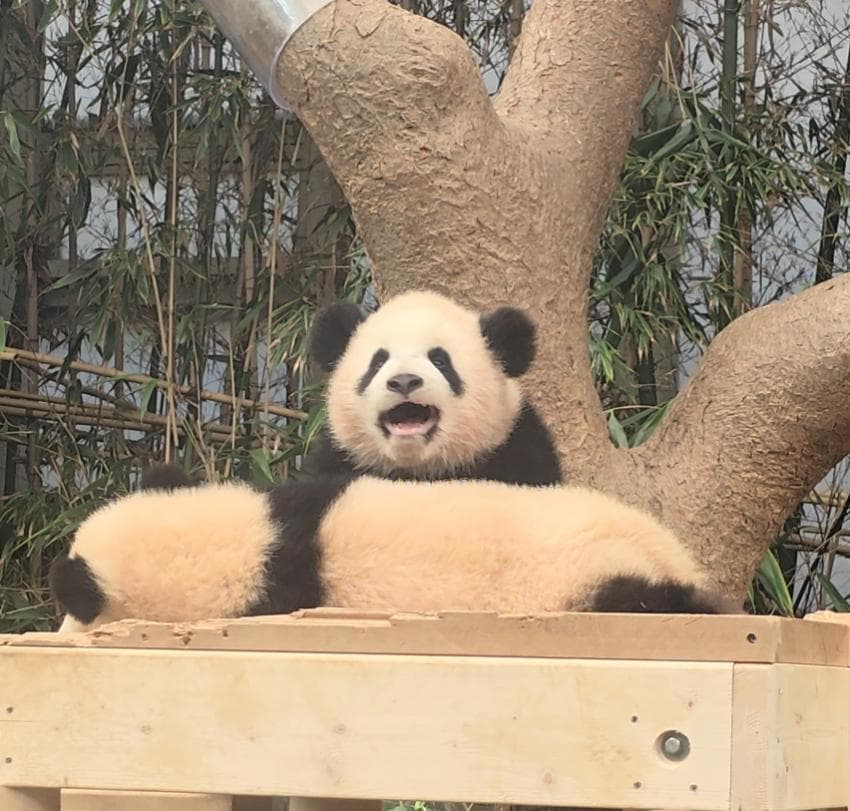 [잡담] 용인에 사는 햅삐판다🐼 | 인스티즈