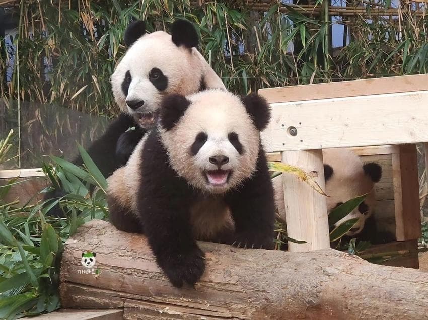 [잡담] 용인에 사는 햅삐판다🐼 | 인스티즈