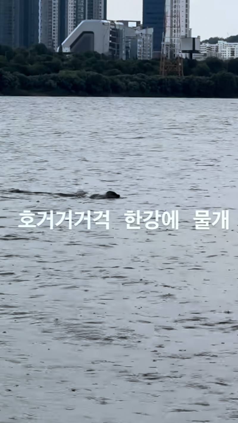 [잡담] 오늘 한강에 물개? 물범? 나타났대 | 인스티즈