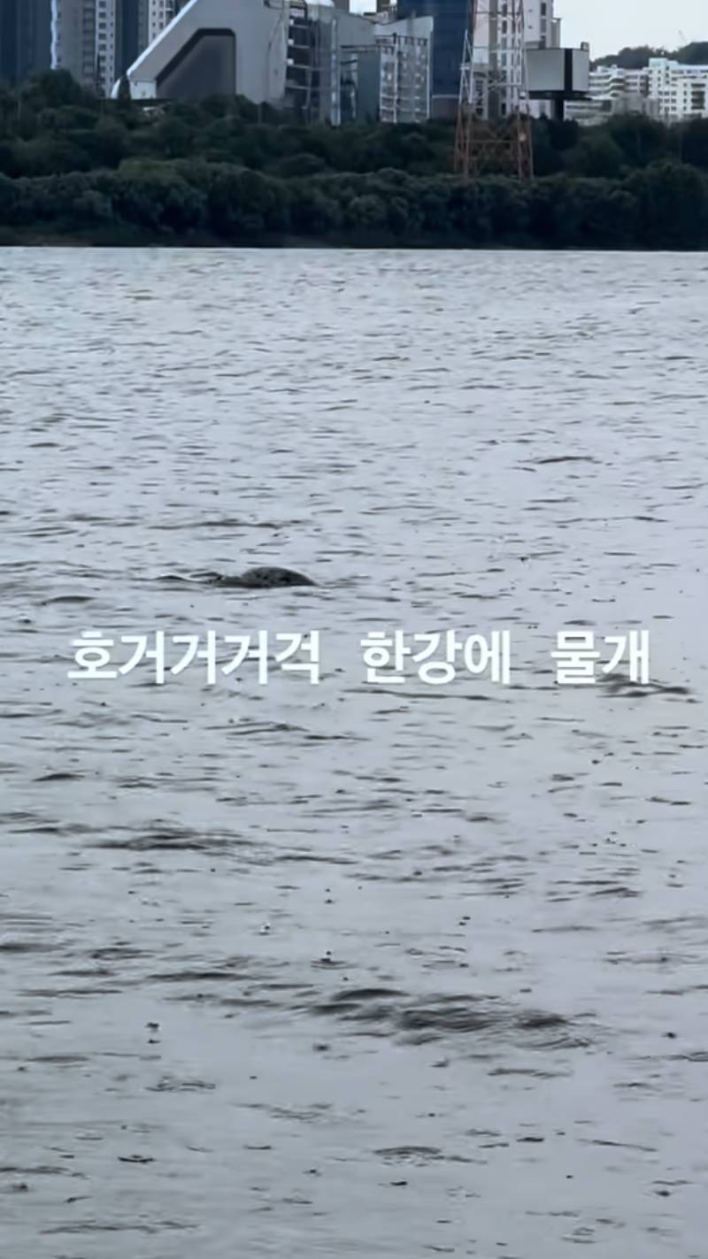 [잡담] 오늘 한강에 물개? 물범? 나타났대 | 인스티즈