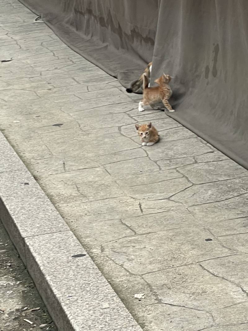 [잡담] 아가 길냥이 두마리 봤다 너무 기여어ㅜㅠㅠ | 인스티즈