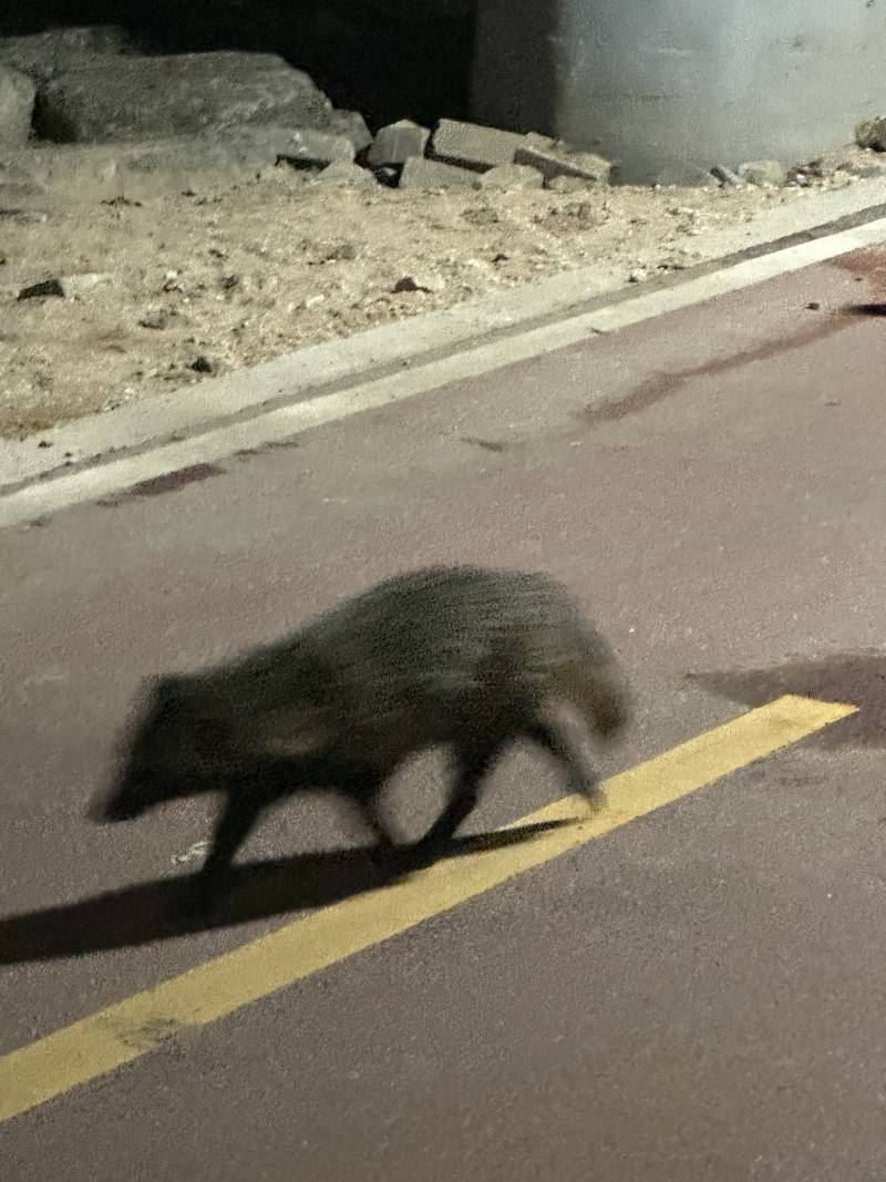 [잡담] 산책하다 너구리 봤음ㅋㅋㅋ🦝🦝 | 인스티즈