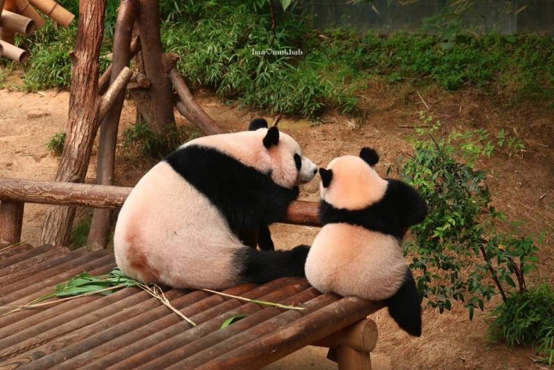 [잡담] 🐼엄마 있잖아 아까 후이가 있잖아 나무 위에서 자다가~ | 인스티즈