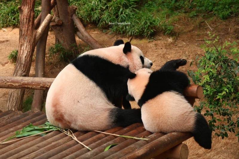 [잡담] 🐼엄마 있잖아 아까 후이가 있잖아 나무 위에서 자다가~ | 인스티즈