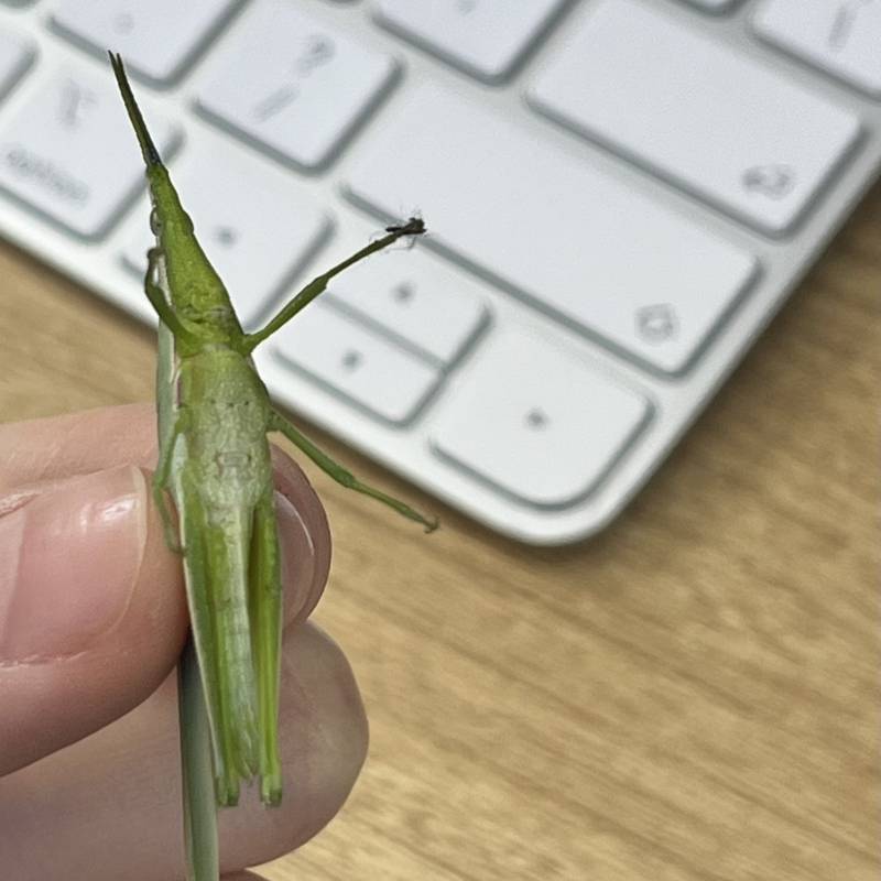 [잡담] 알바하다가 방아깨비 잡았더 (ㅎㅇㅈㅇ??) | 인스티즈