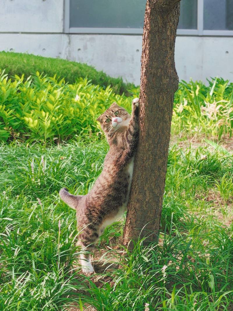 [잡담] 우리학교 고양이 진짜 개귀엽게생김 | 인스티즈