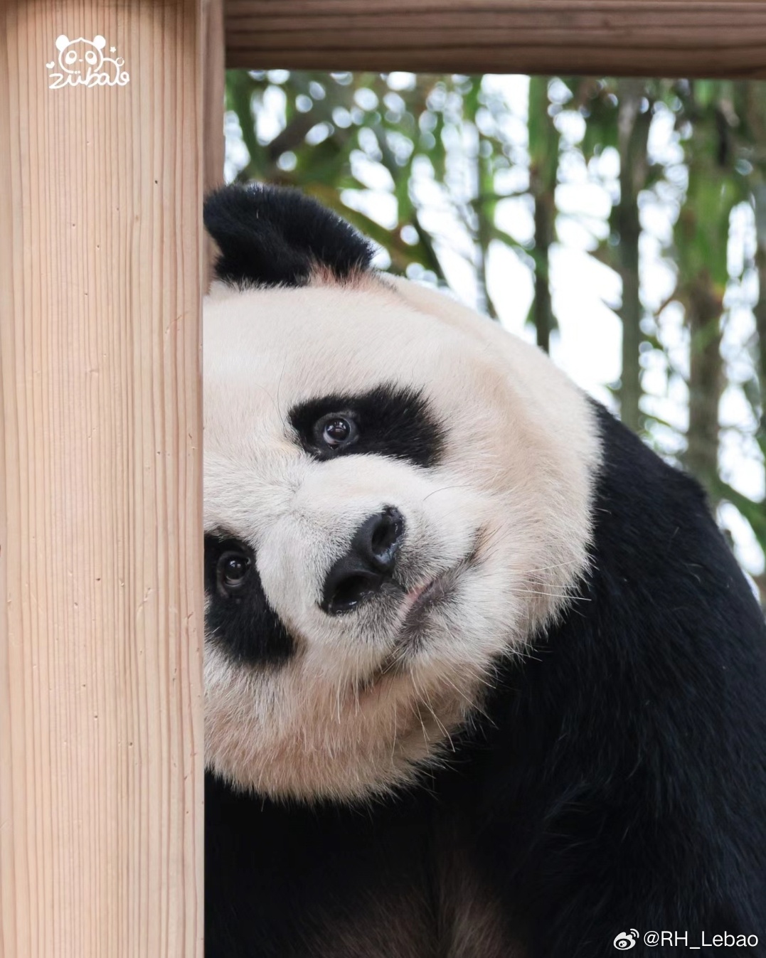 [잡담] 러바오같은 판다끼리만 만나면 반려곰 가능하지 않을까? | 인스티즈