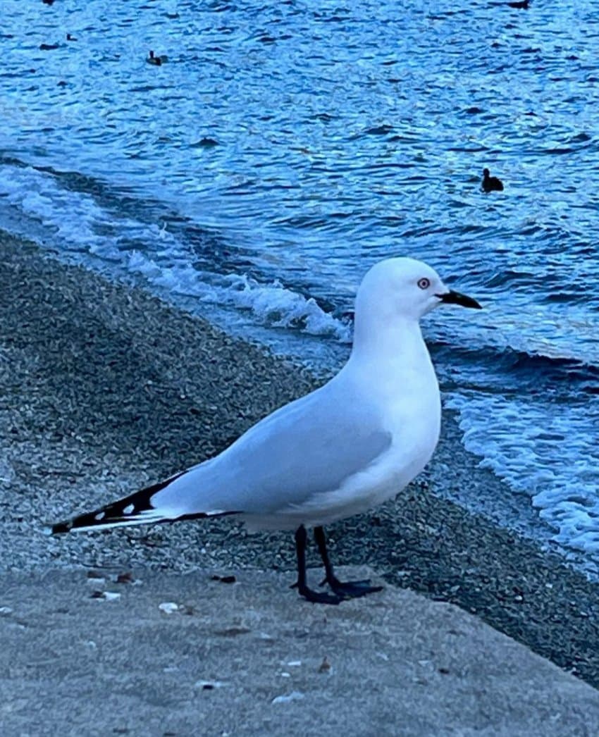 [잡담] 변우석 새랑 투샷도 있어 | 인스티즈