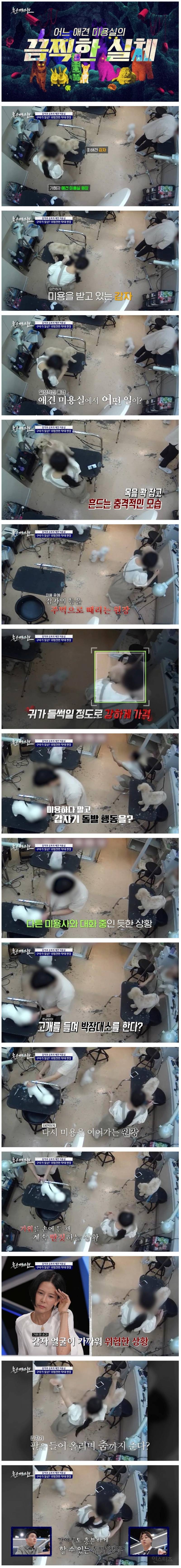 강아지 구타, 학대로 난리난 인기 애견 미용실 CCTV | 인스티즈