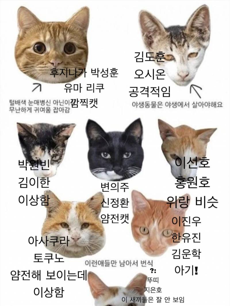 객식냥 | 인스티즈