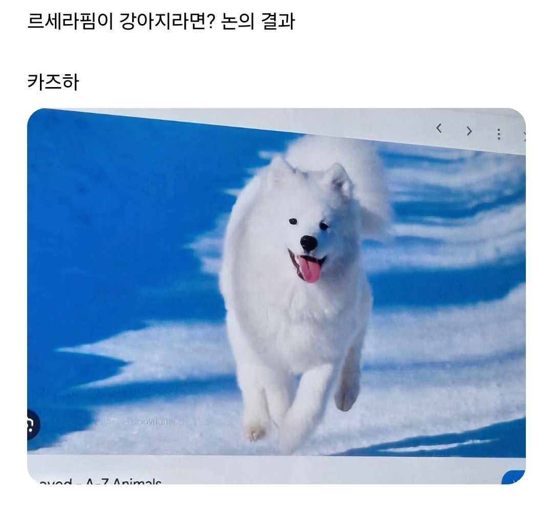 [잡담] 르세라핌 오늘 위버스 공식 논의 결과_강아지 | 인스티즈