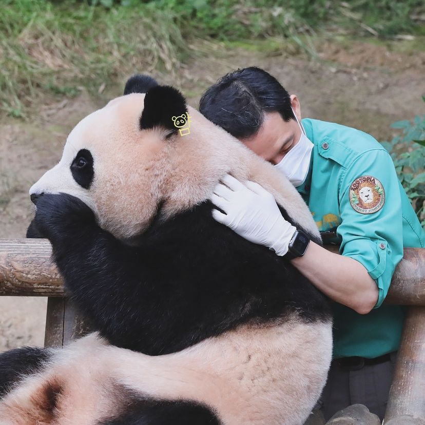 [잡담] 푸바오 안은 송바오 표정 좀 봐ㅠㅠㅠㅠ 진짜 행복해보여... | 인스티즈