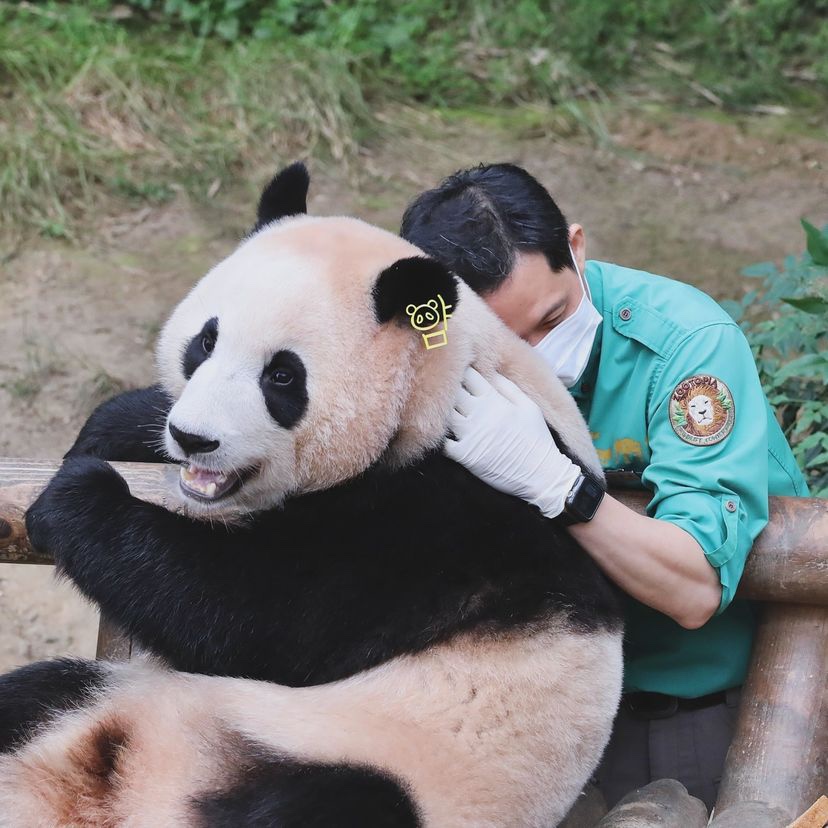 [잡담] 푸바오 안은 송바오 표정 좀 봐ㅠㅠㅠㅠ 진짜 행복해보여... | 인스티즈