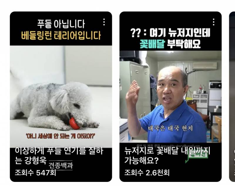 [잡담] 이 강아지 코끼리 닮았지 않아? | 인스티즈