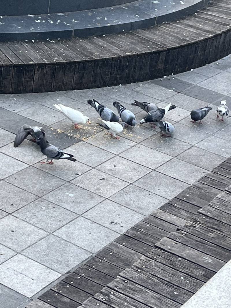 [잡담] 왜 여기가 비둘기 정모인 지 알겠네… | 인스티즈