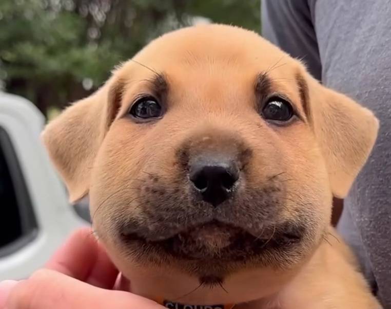 [잡담] 벌에 쏘인 강아지 겁나 귀엽다 ㅋㅋㅋㅋ | 인스티즈