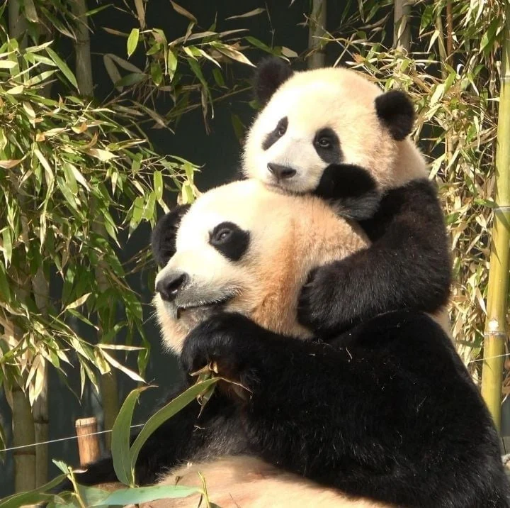 [잡담] 이제 바오걸즈 1기 사진이 안 믿긴다... | 인스티즈