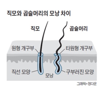 [잡담] 곱슬이랑 직모 생기는 원리래 | 인스티즈