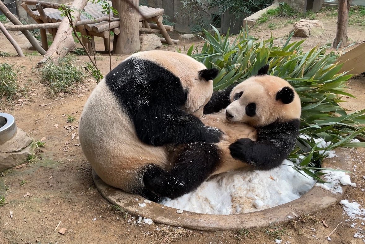 [잡담] 누렁한 딸을 참지 못한 아이바오 | 인스티즈