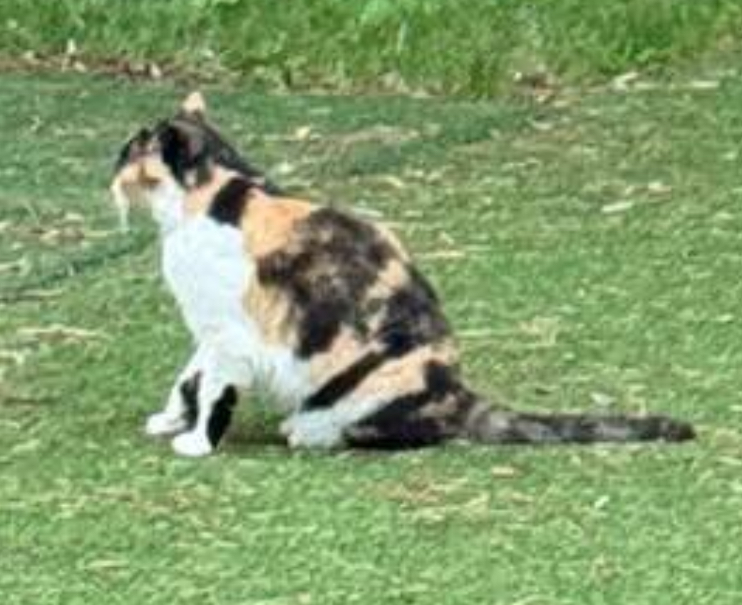 [잡담] 고양이 따라가는 성한빈🐈🐈 | 인스티즈