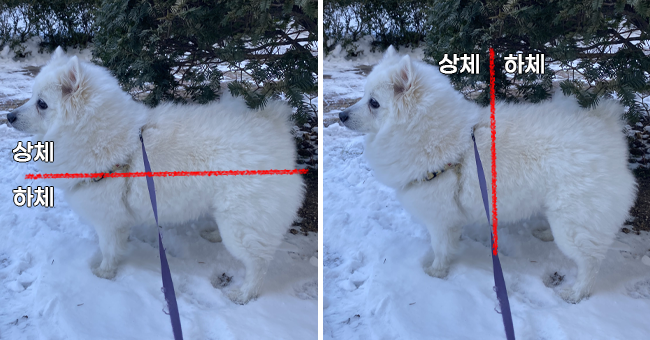 [잡담] 강아지 상체 하체 구분 어떻게 생각해? | 인스티즈