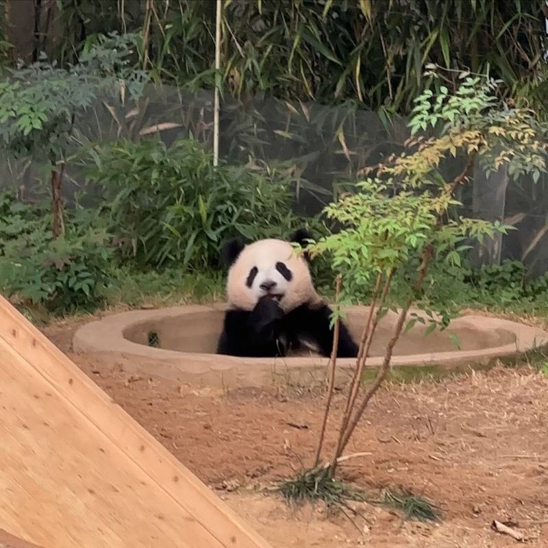 [잡담] 후이바오 애기 너무 귀여워 ㅋㅋ | 인스티즈