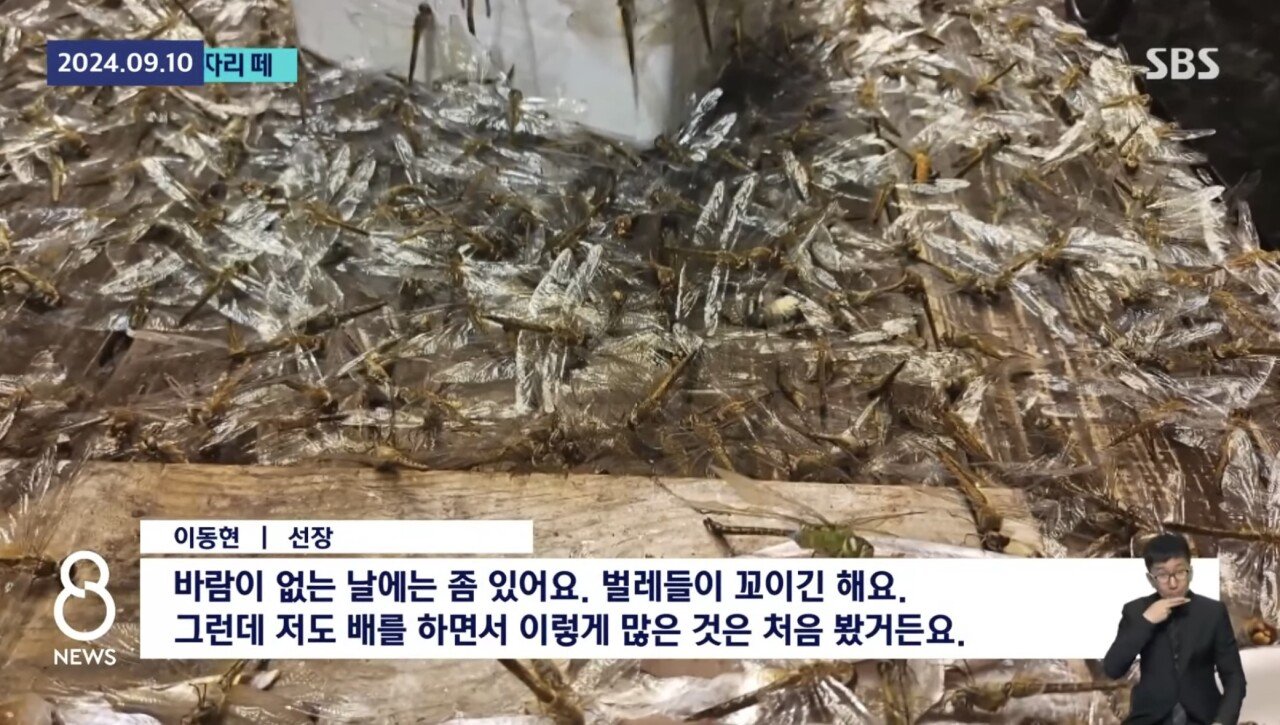 [정보/소식] 충격적인 제주 잠자리 떼.. 어선 덮쳤다 고기 못잡을 정도.."news | 인스티즈