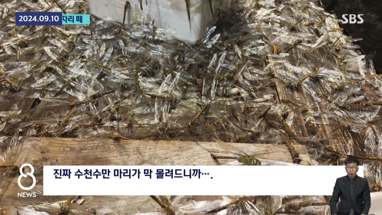 [정보/소식] 충격적인 제주 잠자리 떼.. 어선 덮쳤다 고기 못잡을 정도.."news | 인스티즈