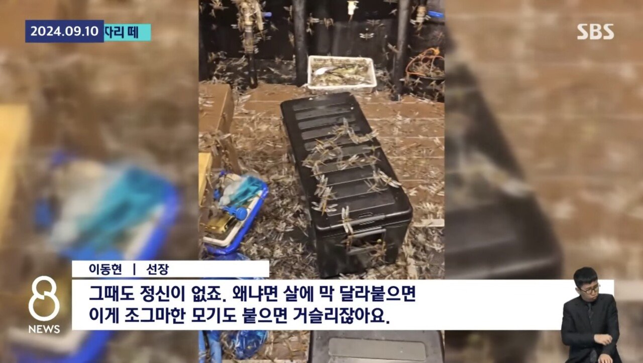 [정보/소식] 충격적인 제주 잠자리 떼.. 어선 덮쳤다 고기 못잡을 정도.."news | 인스티즈