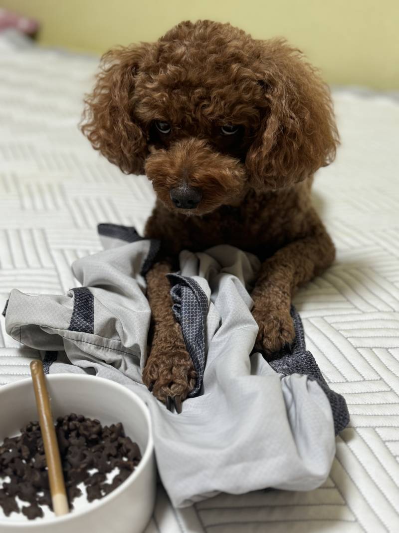 [잡담] 우리 강아지 잠도 안자고 또 아빠 팬티에 집착하네... | 인스티즈