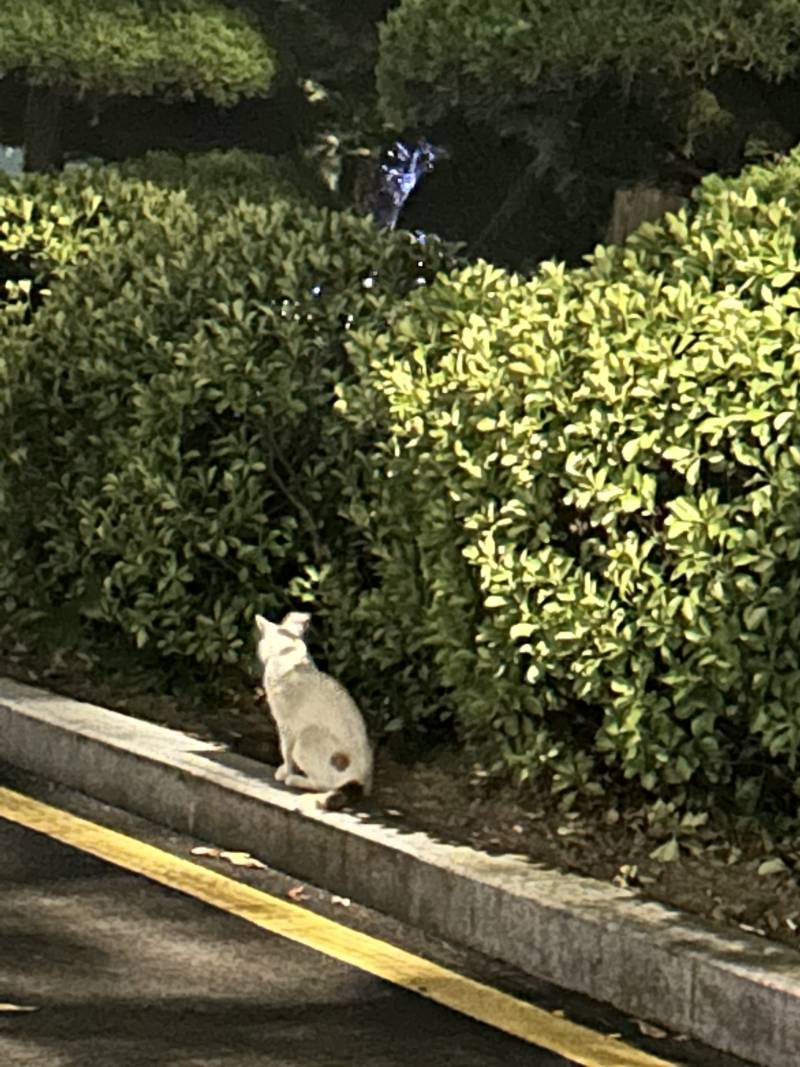 [잡담] 고양이 얼굴 안 보여주는 거 킹받는다 | 인스티즈