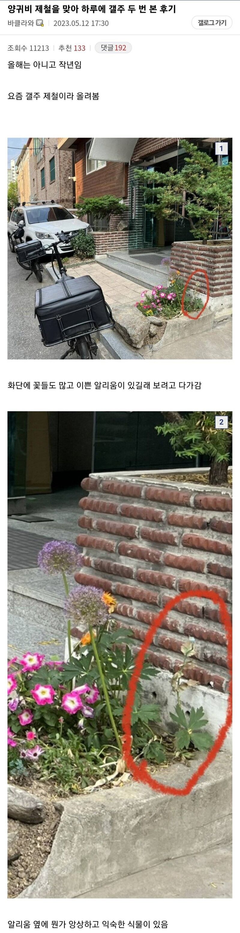 하루에 양귀비를 두번본 식물갤러 | 인스티즈