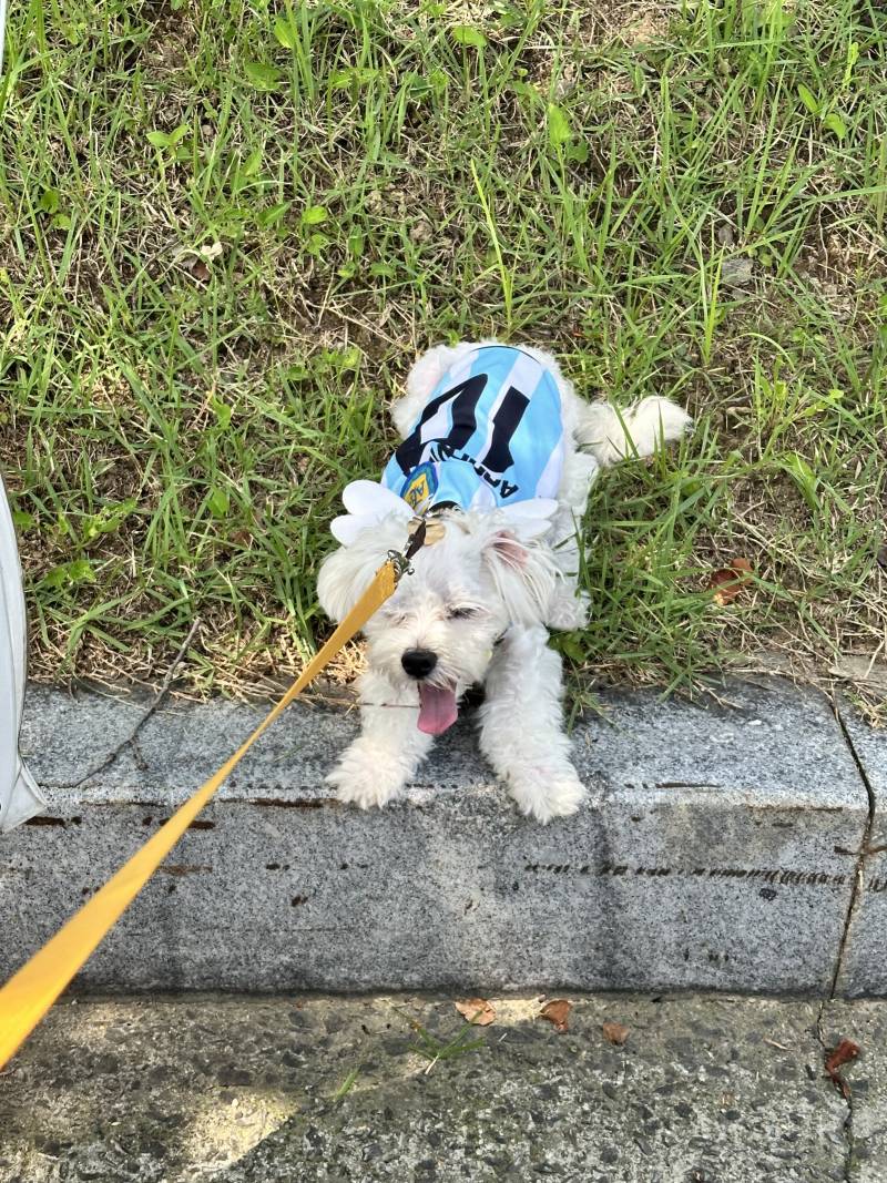 [잡담] 집으로 돌아가기 싫다개🐶 | 인스티즈