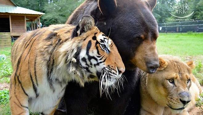 [잡담] 단군즈 정규 마지막 경기를 맞아 단군즈 짤털🐯🐻 | 인스티즈