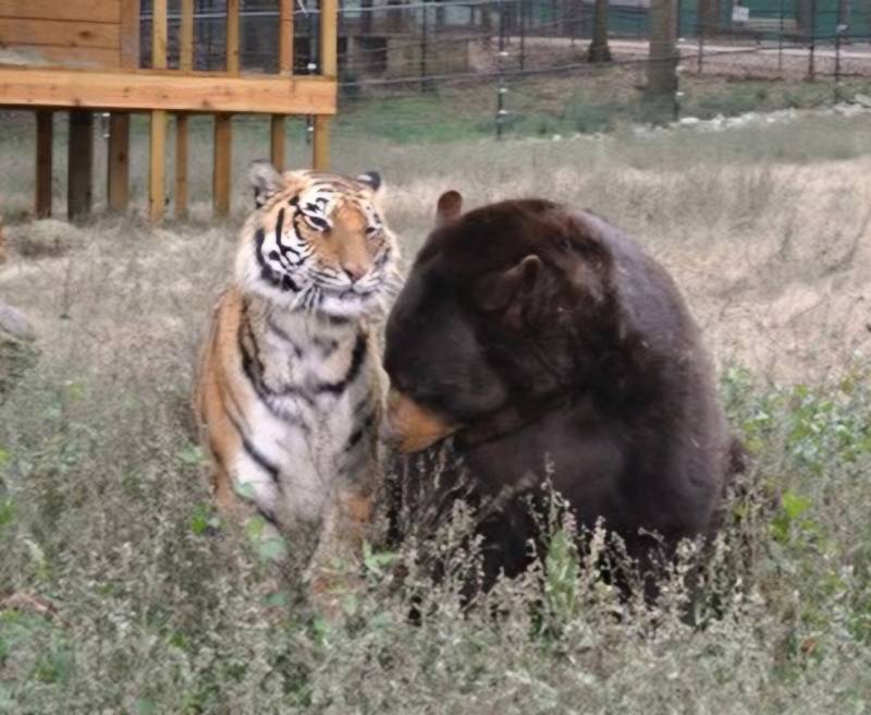 [잡담] 단군즈 정규 마지막 경기를 맞아 단군즈 짤털🐯🐻 | 인스티즈