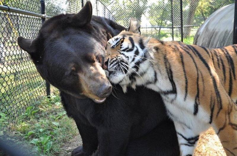 [잡담] 단군즈 정규 마지막 경기를 맞아 단군즈 짤털🐯🐻 | 인스티즈